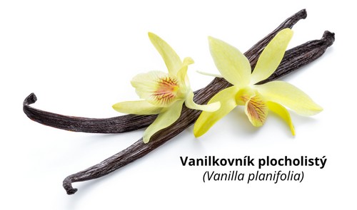 Vanilovník plocholistý (Vanilla planifolia)